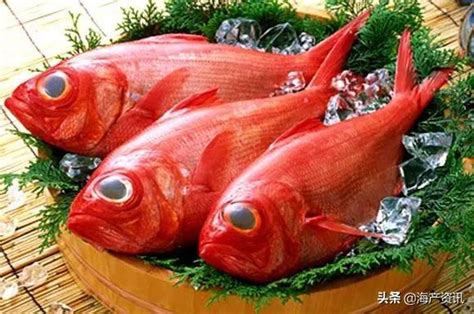 紅色的魚 中藥調理